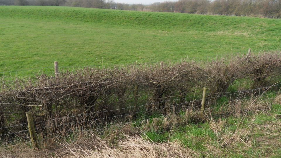 Heggen