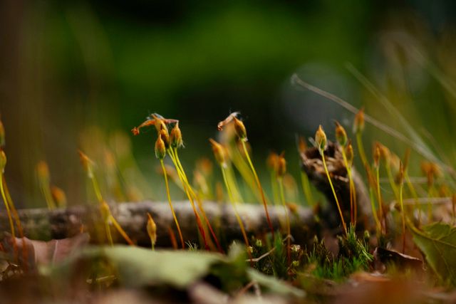 Ingezoomde foto op kleine bloemen in het bos die nog uit moeten komen.