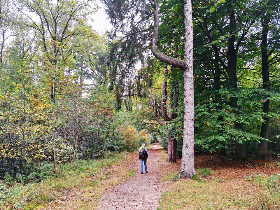 Wandelroute Gaasterland: Elfbergen en Lycklamabos