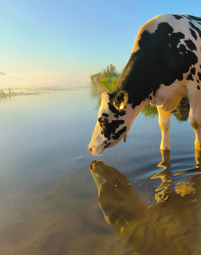 Een koe staat in het water met een laagstaande zon in Friesland.