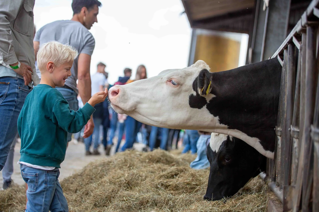 Landelijk evenement Boerendag Hekendorp, Oudewater, Groene Hart, kind voert koe in stal tijdens familie-uitje op de boerderij met dieren en hooi op de achtergrond.