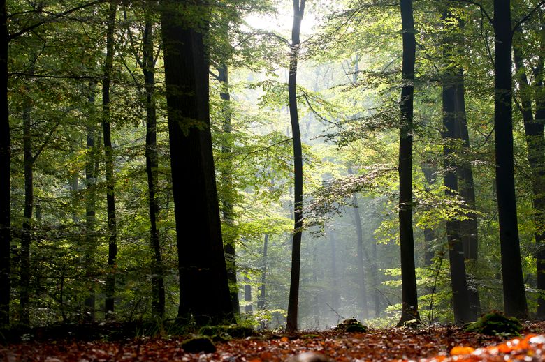 Rechtenvrij - Staat in beeldbank
Bomen, bos, feankleaster, groen, lente, natuur