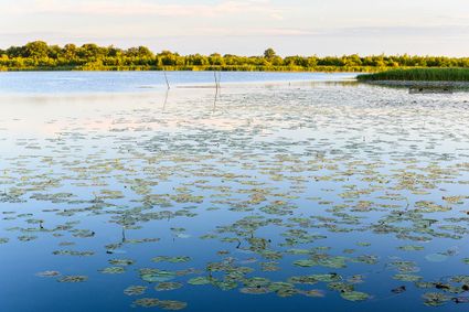 Ankeveense Plassen