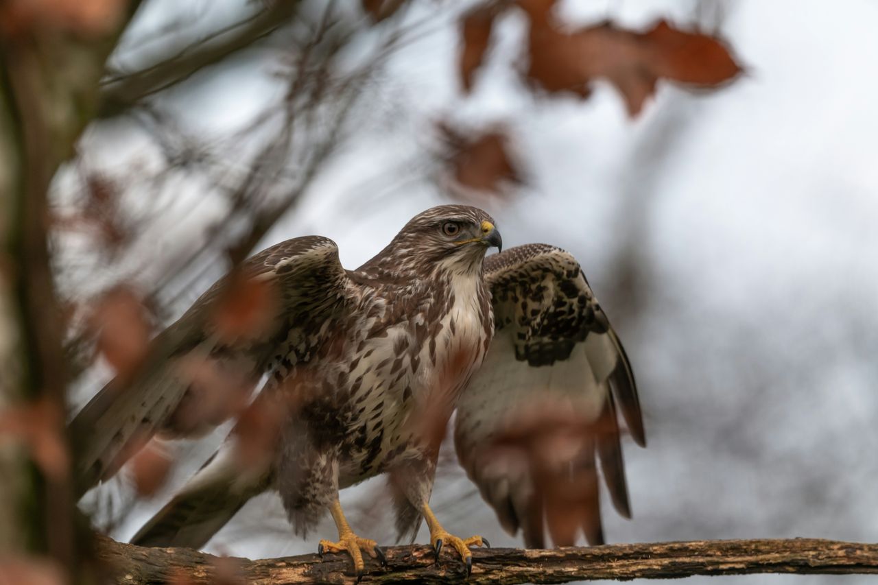 Een buizerd in het bos staat klaar om te vliegen