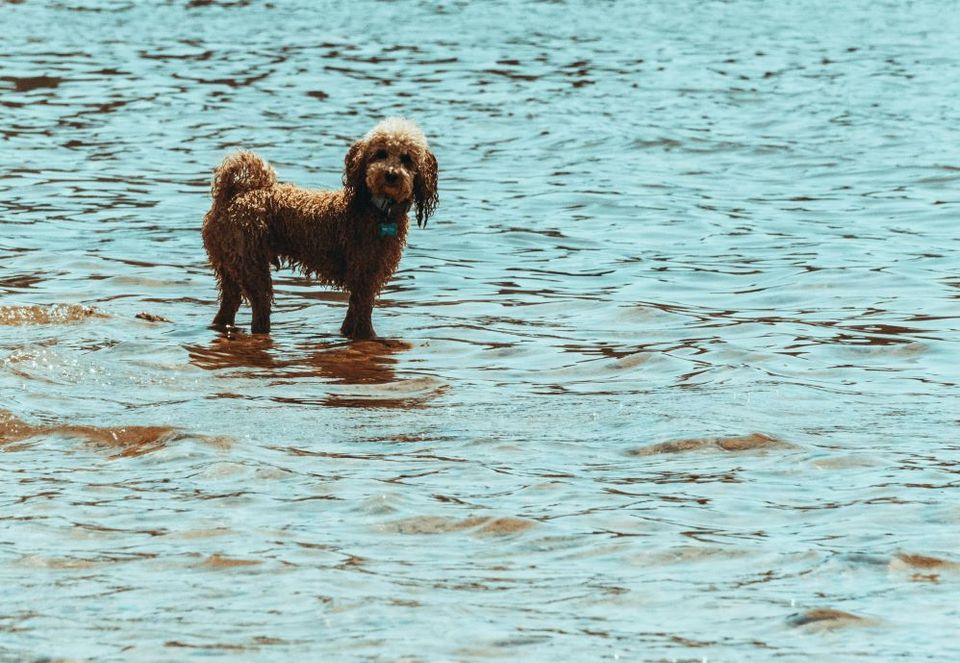 Hond staat in het water