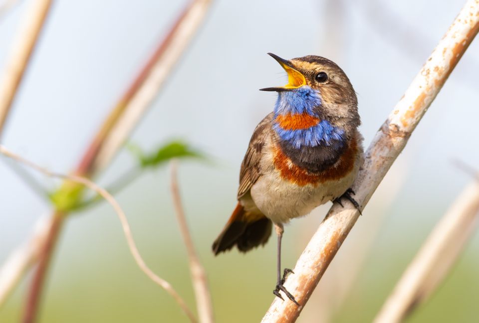 Blauwborst