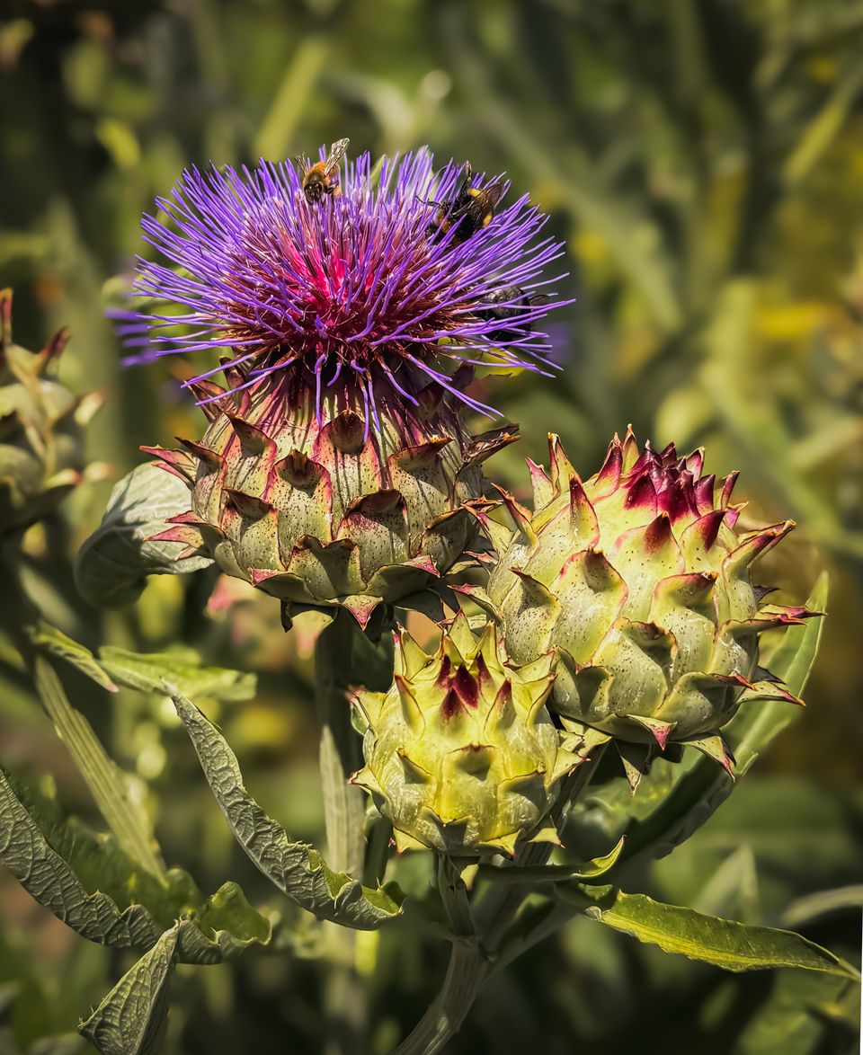 Bijen genieten van de nectar en pollen op een paarse artisjokbloem die net is gaan bloeien.