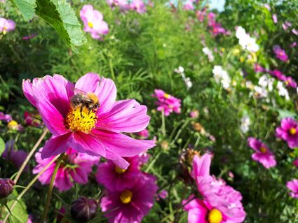 Akkerhommel op bloem