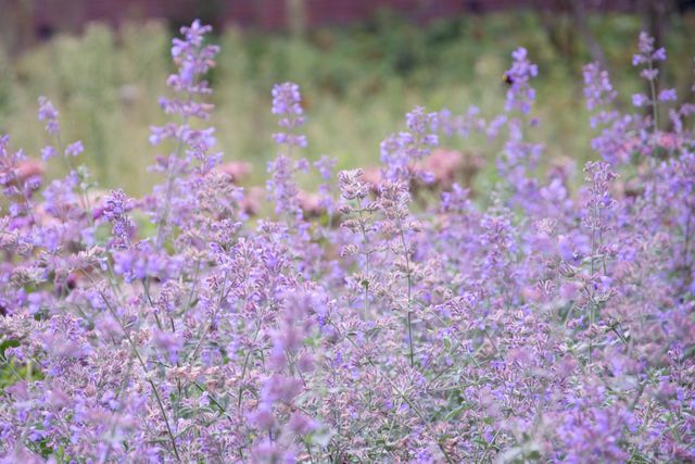 Bloemen