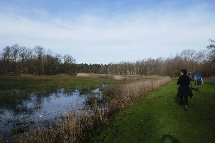 Natuurgebied tussen Grijze Steen en Neterselse Heide