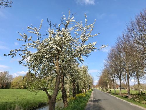 Oude fruitbomen langs de Volgerweg