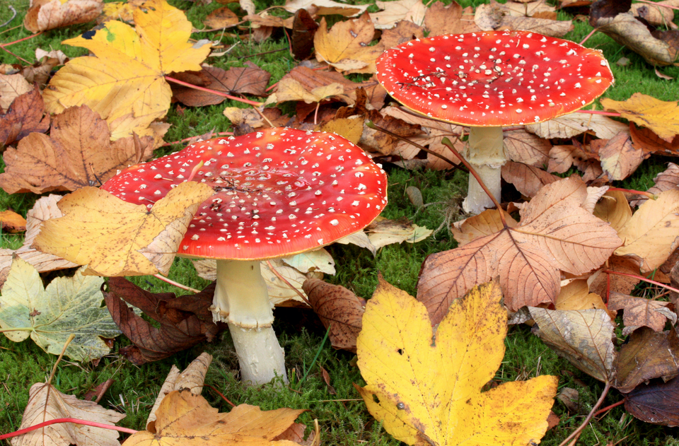 vliegenzwam met blad