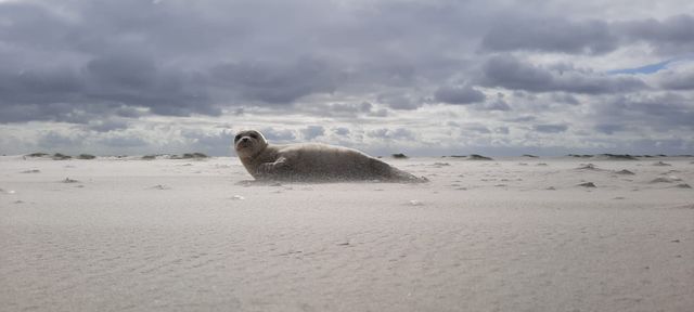 Het wad langs de Westereems