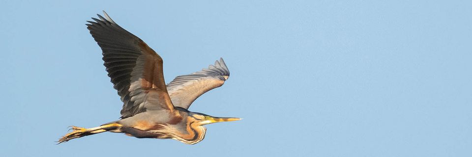 Overvliegende reiger