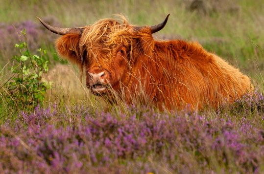 Schotse Hooglanders