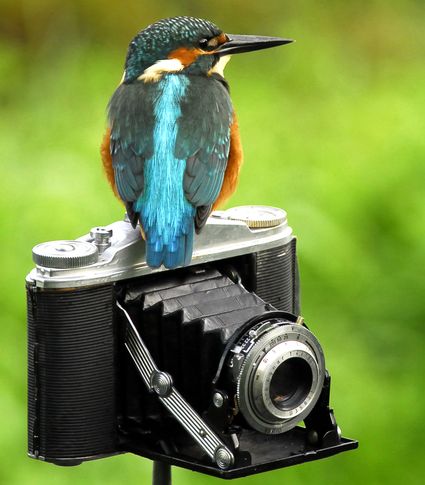 'Kieknou' anniversary nature photography exhibition