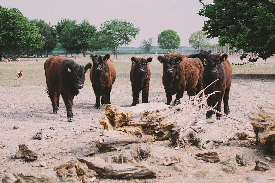 Regional shop Slikgatse Hoeve Langeweg