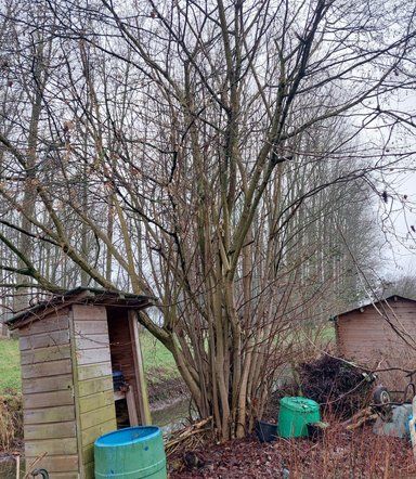 NLDoet Snoeien Hazelaar