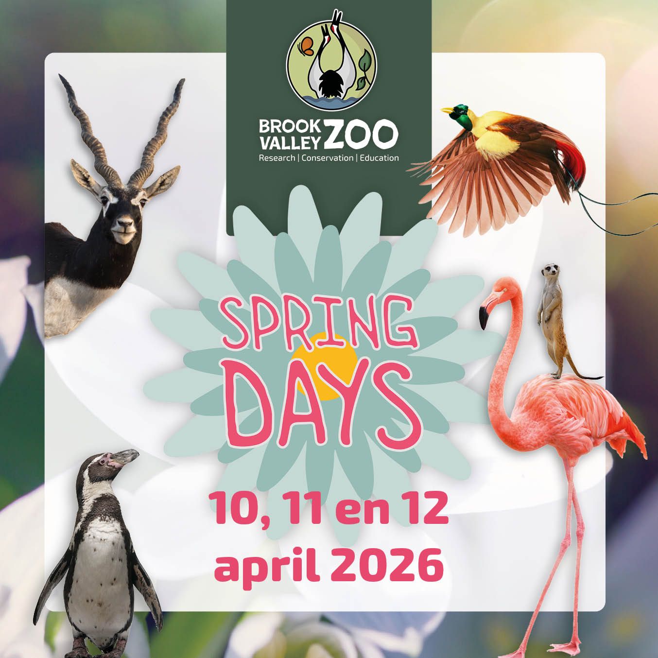 Brook Valley Zoo: Spring Days 2026