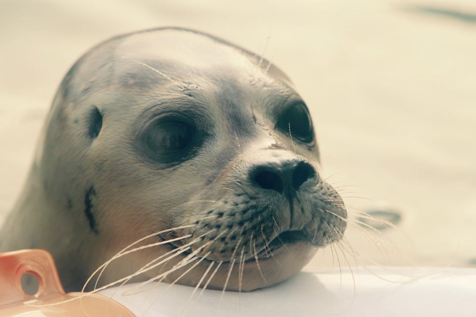 Baliemedewerker -  A Seal