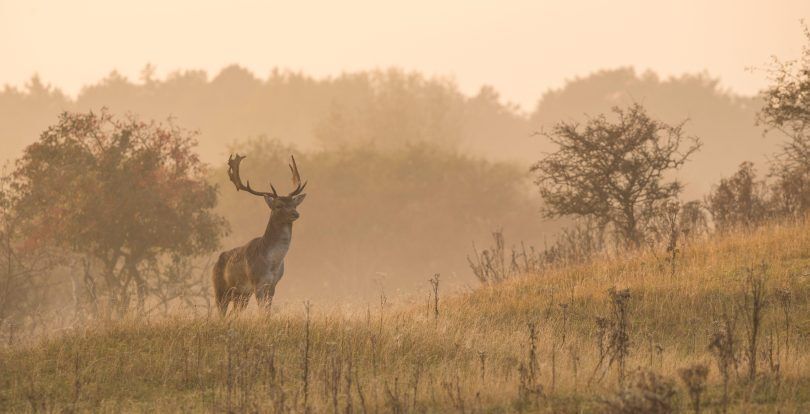Wildwandeling
