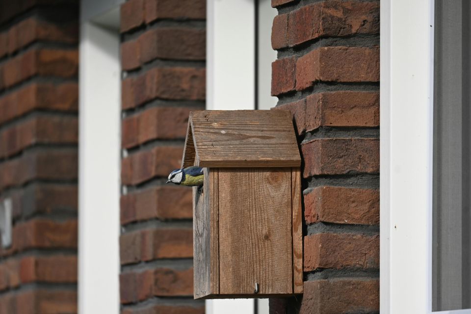 Een vogel komt uit een nestkastje dat aan een gevel hangt