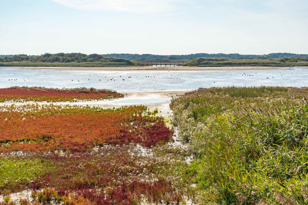 Vlieland kroons polder in bloei
