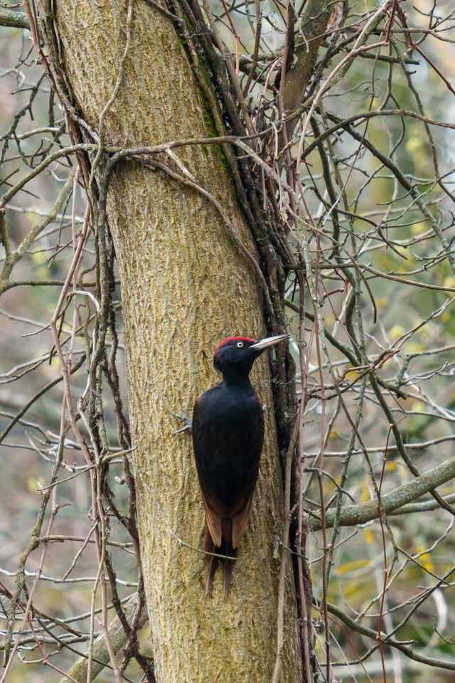 Een zwarte specht aan een boom in de natuur.
