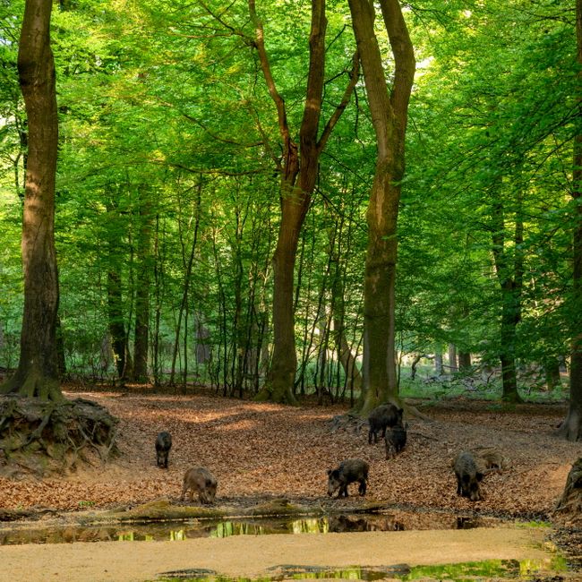 Zwijnen bij zoel ©Gerrit Rekers