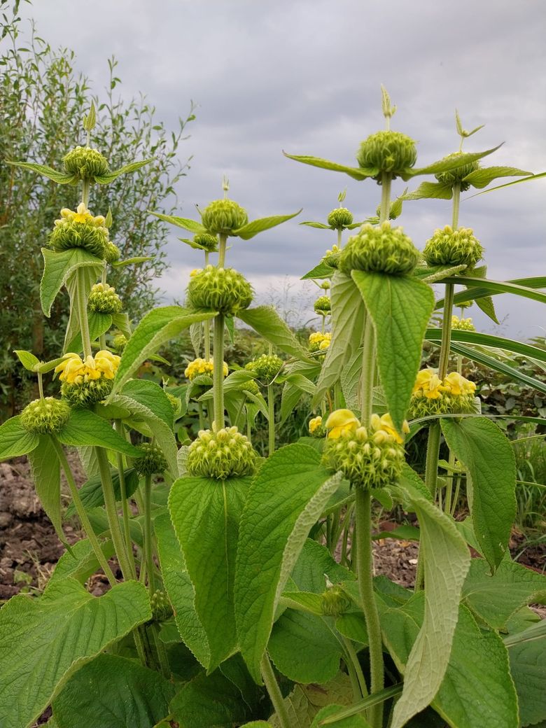 Natuurtuin familie Lohman