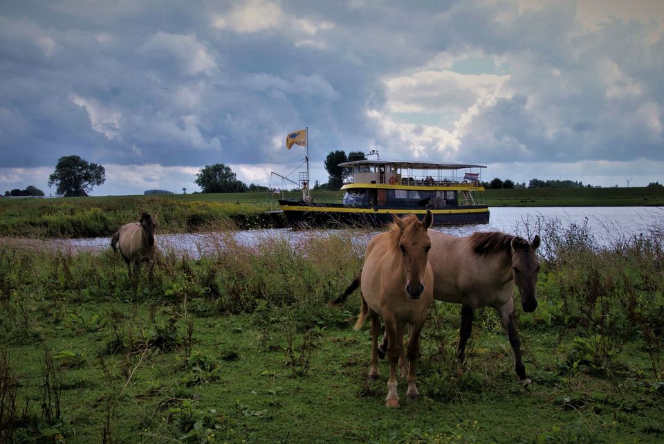 Konikpaarden in de Palmerswaard bij Rhenen, met rondvaartboot De Blauwe Bever op de Nederrijn op de achtergrond. De foto laat de combinatie van natuur, rivierlandschap en recreatie in de uiterwaarden zien.