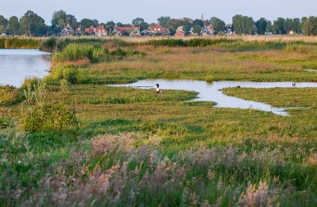 Natuurfoto van grassen en een eend in de eilandspolder