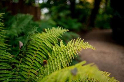 Groene planten
