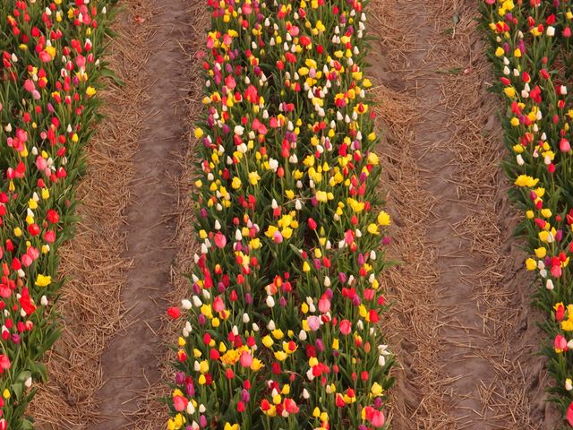 Het bovenaanzicht van een gemengd tulpenveld die bedoeld is om zelf tulpen uit te plukken. In Marknesse in de Noordoostpolder.