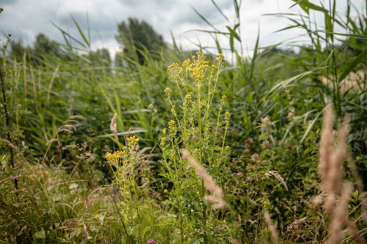 Bloemen in De Klotputten