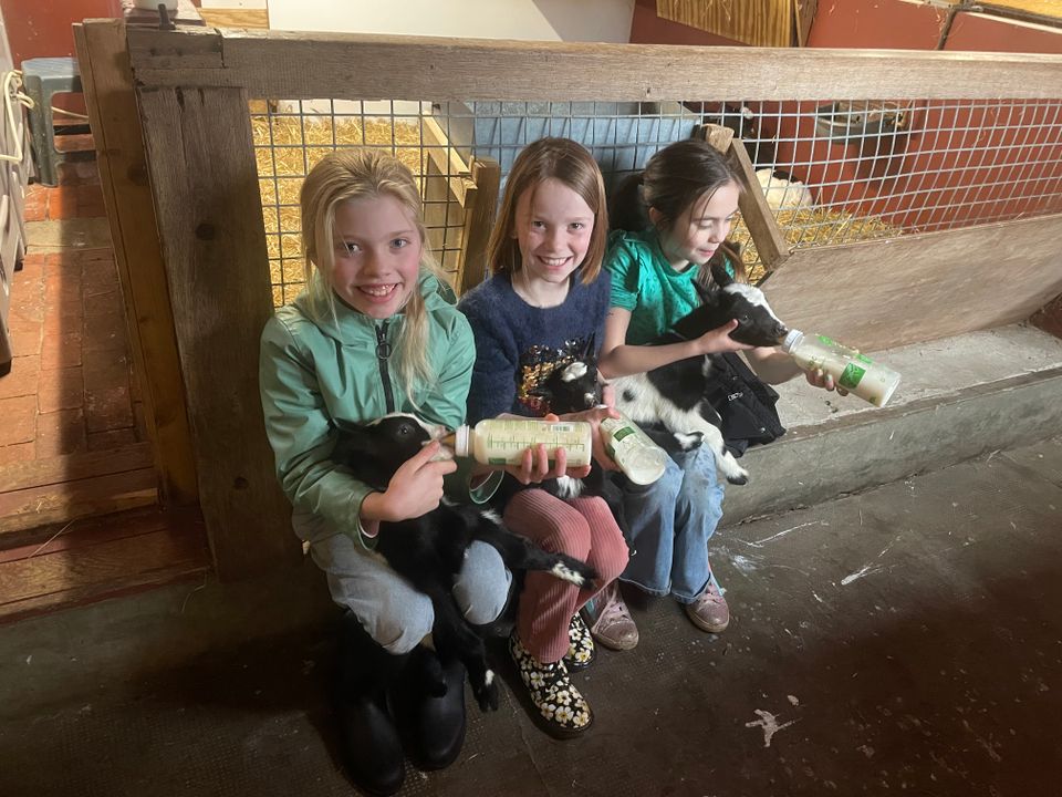 Kraamvisite | Geitenkaasboerderij Brömmels