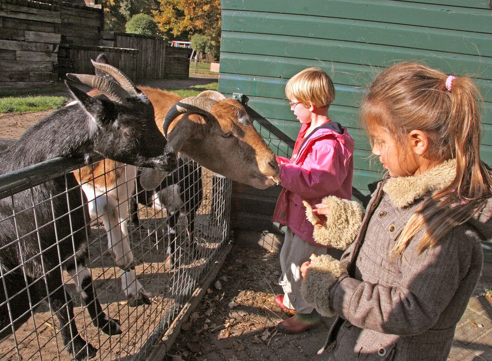Geiten aaien bij de Naturij