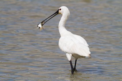 Lepelaar in water met vis in bek in de Lepelaarplassen. De Lepelaarplassen zijn een natuurgebied van ongeveer 500 hectare gelegen aan het Markermeer bij Almere in de provincie Flevoland.