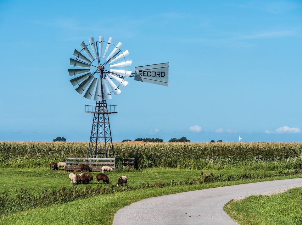 molen in weiland waar schapen grazen