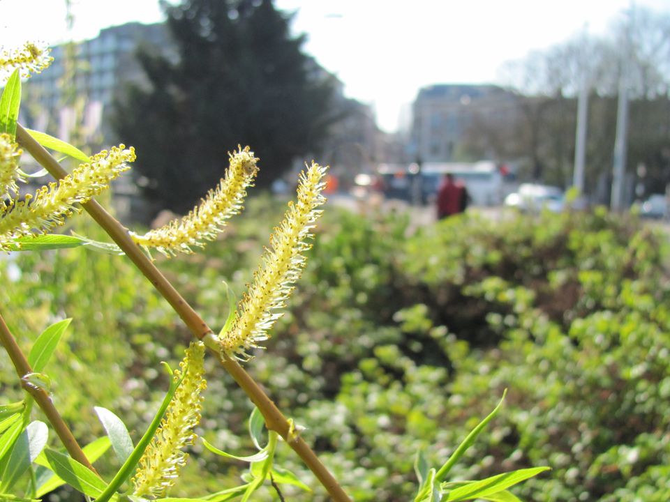 De bloem van een Treurwilg