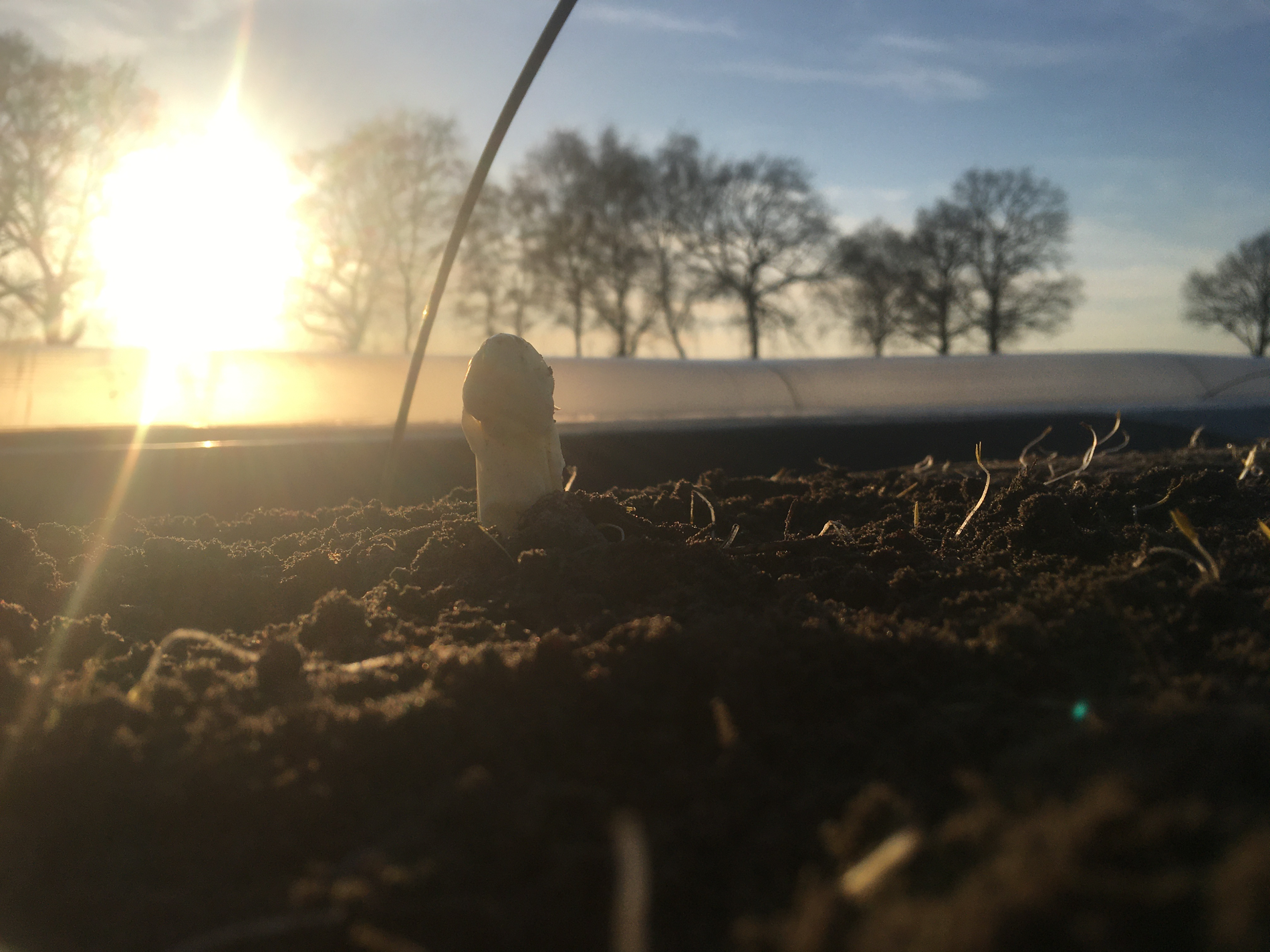 Asperges bij Boerderijwinkel Manders