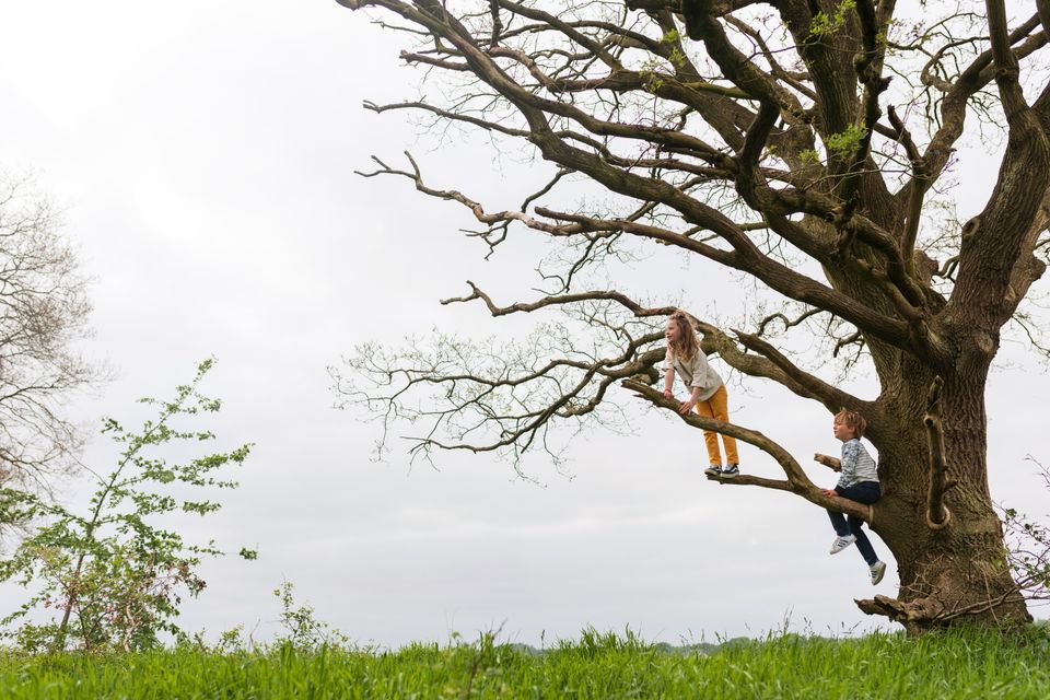 Kinderen klimmen in de boom.