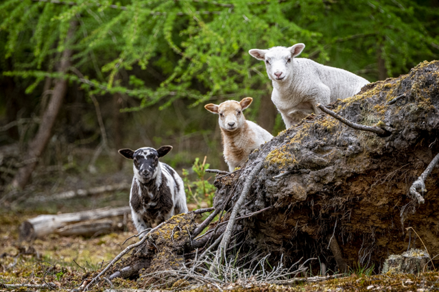 Drie kleine lammetjes staan op een boomstronk en kijken parmantig in de camera.