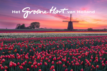 Landschapsfoto tulpenvelden met windmolen, Groene Hart, Nederland, kleurrijke bloeiende tulpen in lange rijen tijdens zonsondergang met traditionele molen en uitgestrekt polderlandschap.