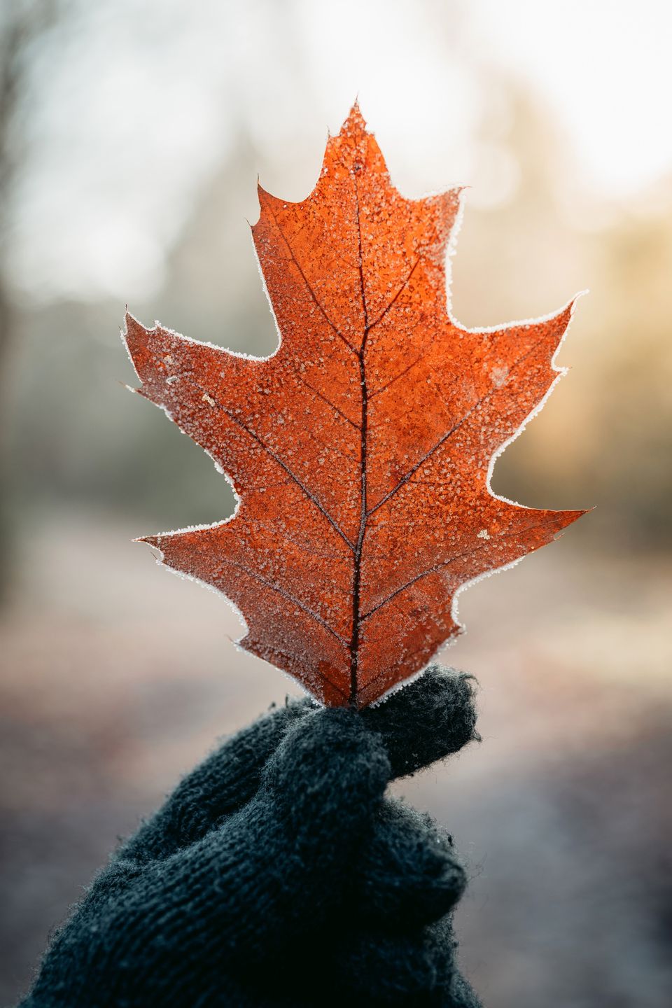 Winter in De Groote Heide