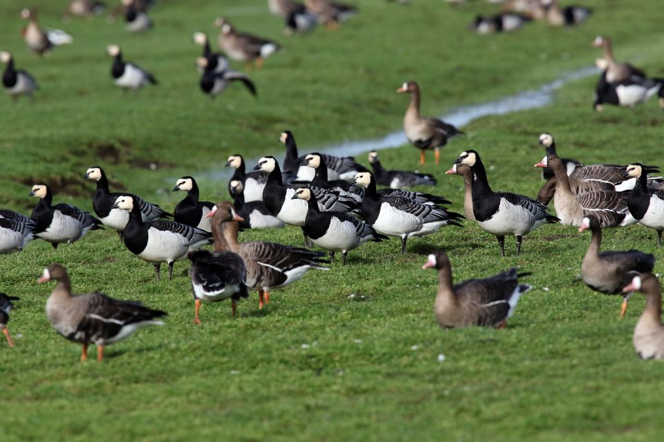 Brandganzen en kolganzen