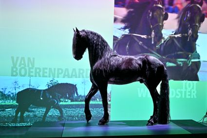 Beleef de kracht en pracht van het Friese paard! Interactieve expositie met film, tijdlijn, Wall of Fame en selfie-box. Voor jong en oud een must-see.