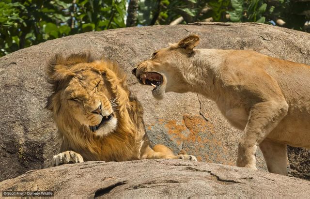 Comedy Wildlife-foto's in Natuurmuseum Brabant