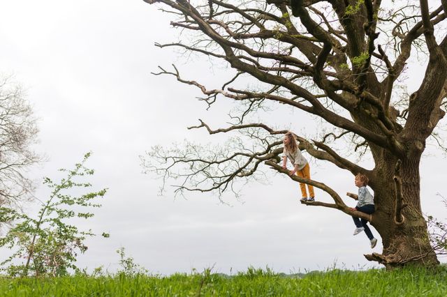Kinderen klimmen in de boom.