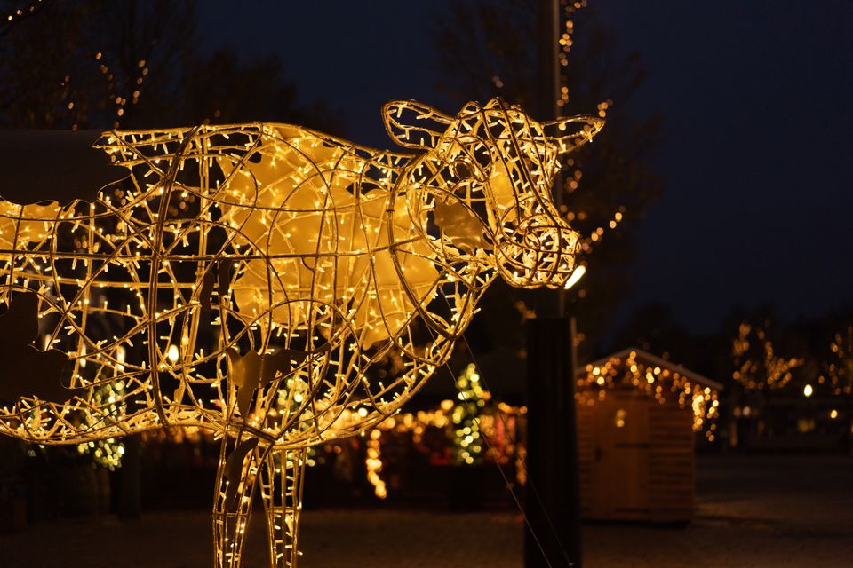 Een verlichte koe op de Koemarkt in Purmerend